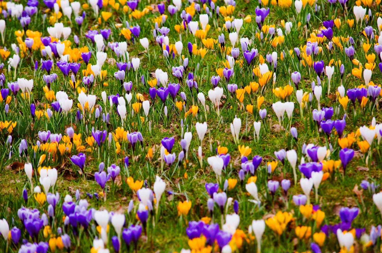 Favorites' krookus mix